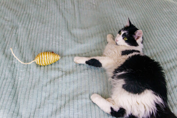 Beautiful cat playing with a mouse toy on a bed