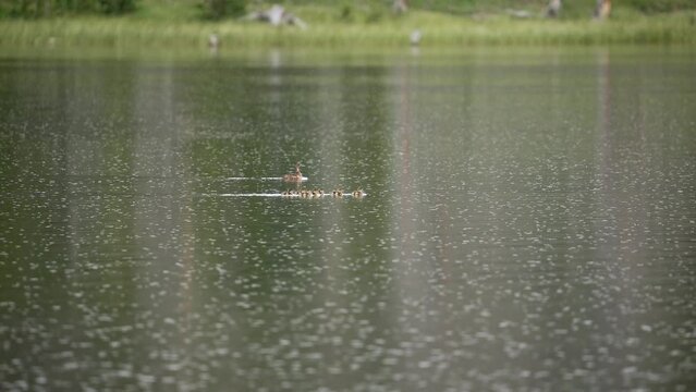 Gadwall ducks floating on a lake as the rain falls at Lyman Lake in Utah.