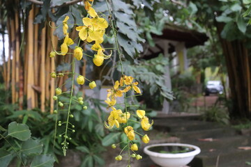 flowers in a garden