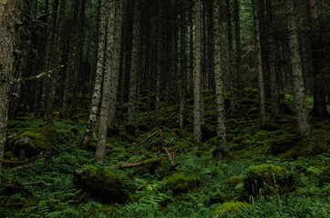 forest in the morning