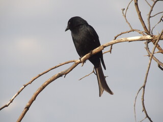 blackbird on a branch