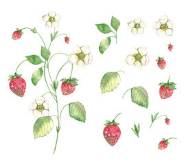 Hand painted watercolor wild strawberry branch with white flower isolated on white background. Floral Botanical illustration. Design for natural cosmetics, summer garden design element.