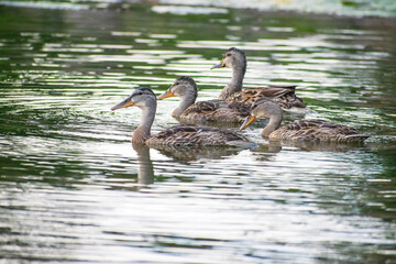 Ducks in Water