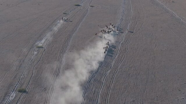 Aerial rear view. Climate change. Drought. water crisis. Thin cattle running along a dusty, dry track in search of water