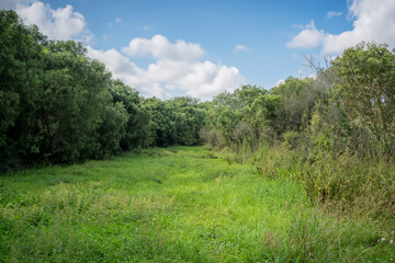 Obraz premium landscape with trees and sky