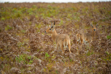 deer in the grass