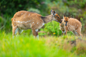 deer in the woods with her mum