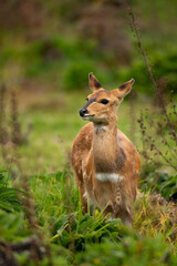 deer in the woods