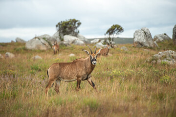 antelope in the wild