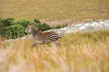 Fototapeta na wymiar a jung zebra