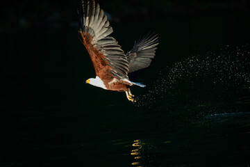 eagle in flight