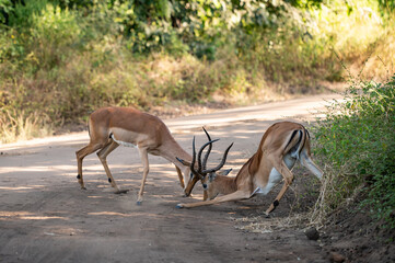 deers fighting in the forest