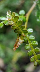 Macro shot of lush green leaves and buds growing in a wild or forest setting