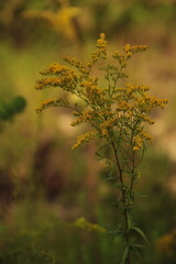 Close up of golden rod in the morning