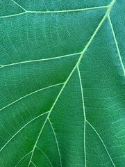 Teak Wood Plant / Sagwan (Tectona Grandis) Plant leaf 