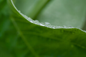 Water Drops on Leaf