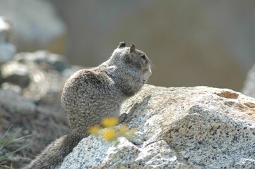 Small, grey squirrel perched atop a grey rock