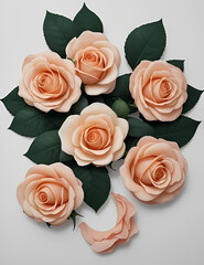 Lovely rose flowers 