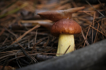 Fresh little mushroom in forest floor.
