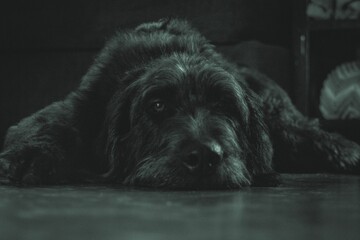 Black Labradoodle resting on the ground alone, with a melancholic expression on its face