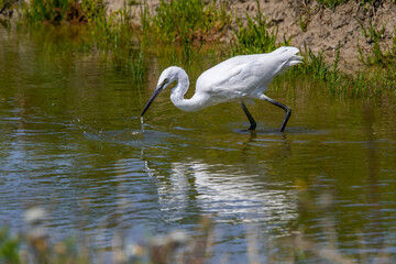 Little egret (Egretta garzetta) juvenile fishing in shallow water of pond in summer