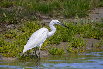 Little egret (Egretta garzetta) fishing in shallow water of pond in summer
