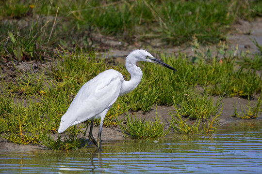 Little egret (Egretta garzetta) fishing in shallow water of pond in summer