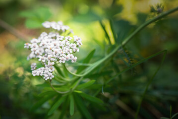 Milfoil flower Achillea Millefolium close up background.