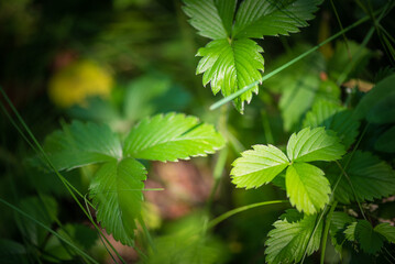 Wild strawberry green leaves top view abstract background.