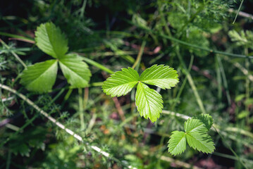 Wild strawberry green leaves top view abstract background.