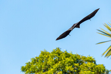 A Bat