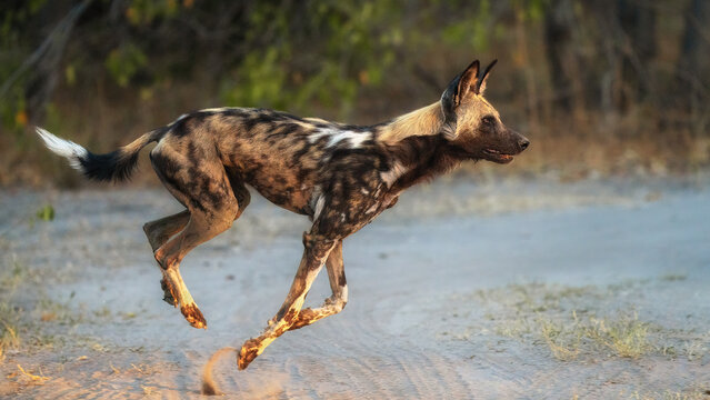 African WIld Dog