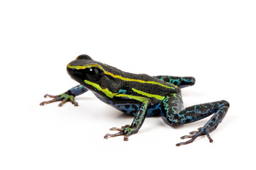 Sky-blue poison frog // Himmelblauer Giftfrosch (Hyloxalus azureiventris) - San Martín, Peru