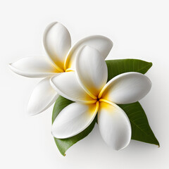 Plumeria flowers isolated on white background. Generative AI