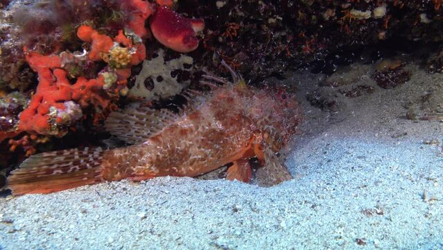 Wildlife underwater - Red scorpion fish with a lot of very litte fish around
