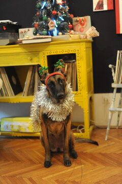 Malinois New Year