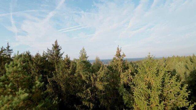 Drone view above green treetops in a forest
