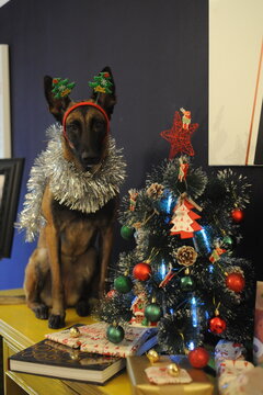 Malinois New Year
