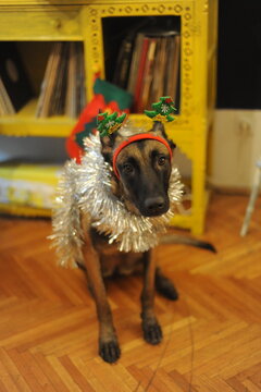 Malinois New Year