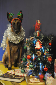 Malinois New Year