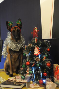 Malinois New Year