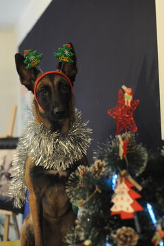 Malinois New Year