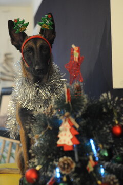 Malinois New Year