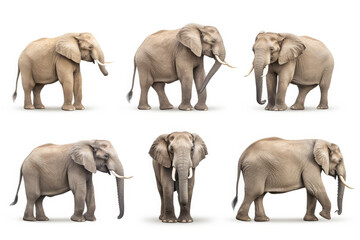 Photography set of africa Elephants are shown in a variety of poses - Collection of standing, sitting, lying, isolated on white background