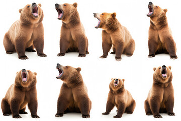 Wildlife animals bears banner Collection background