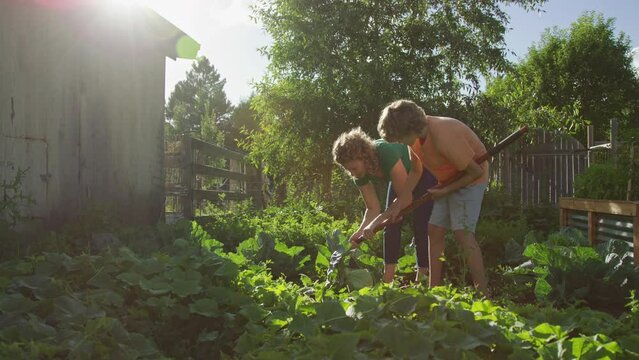 Mother and son work together to harvest cabbage plant at sunset in summer