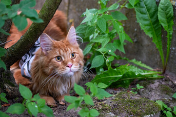 Maine Coon Katze im Garten
