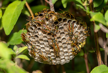 Wasp nest among branches with insects on hexagonal cells for larvae .