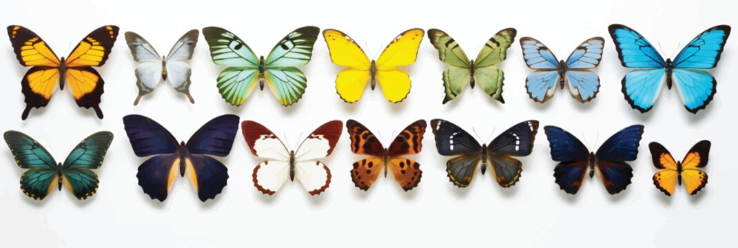 Vector illustration Collection of colorful butterflies on a white background.