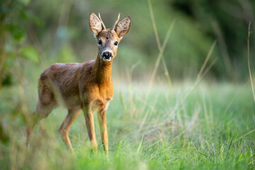 Young Roe Deer buck  (capreolus capreolus) in the grass looking into the lens (year 2023)